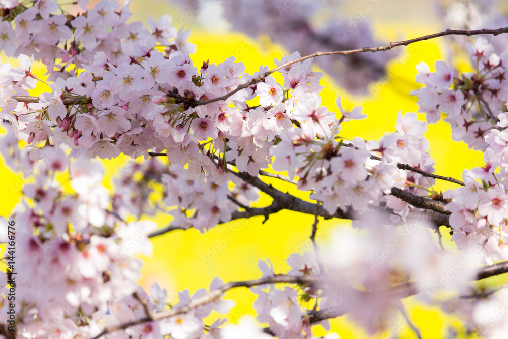桜の花