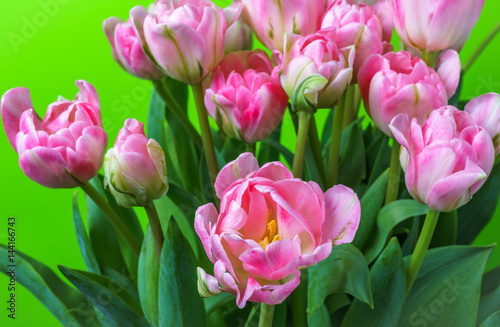 close-up pink tulips isolated on green