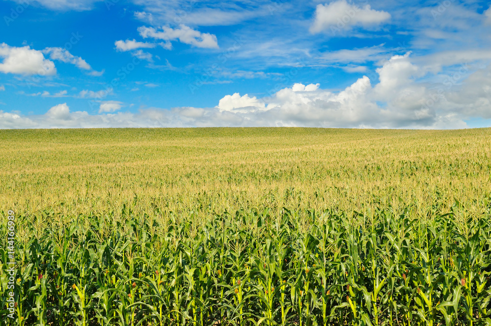 green corn field and blue sky green corn field and blue sky