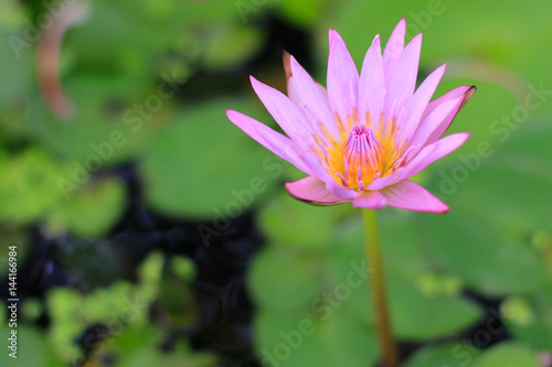 close up shot of pink lotus