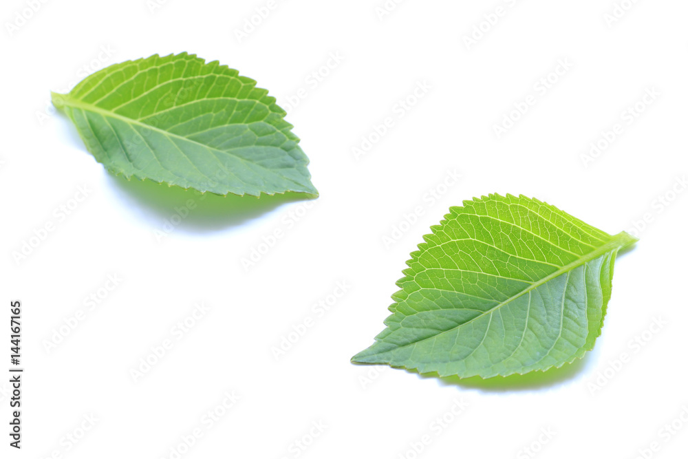 Fototapeta premium fresh green leaf on white