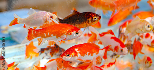 goldfish in the aquarium pet shop