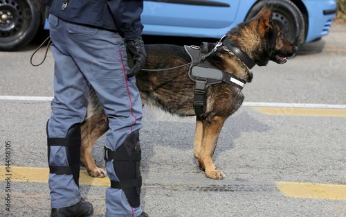 police dog while patrolling the city streets to prevent terroris