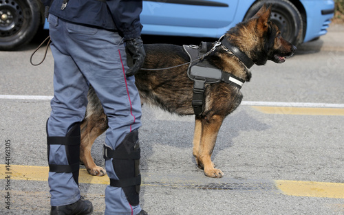 police dog while patrolling the city streets to prevent terroris photo