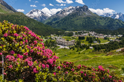 Switzerland, flowers at Maloja pass, in the background Rossi peak, Engiadin photo