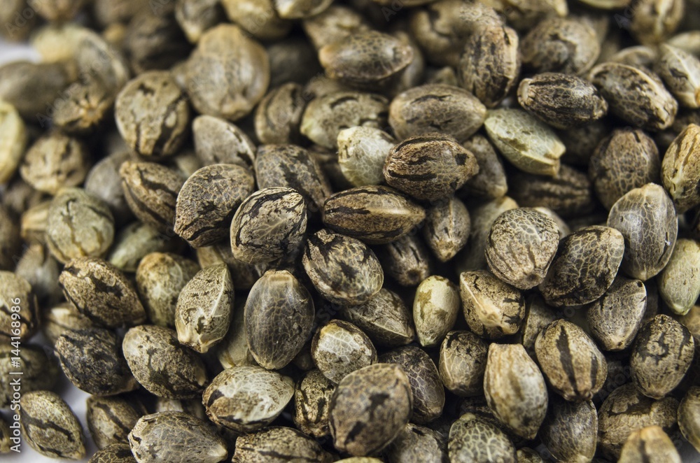 Macro close-up view of medical marijuana seeds Macro close-up view of medical marijuana seeds