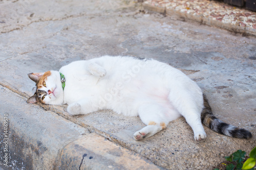 Obesity concept - white fat lazy cat in the street © satura_
