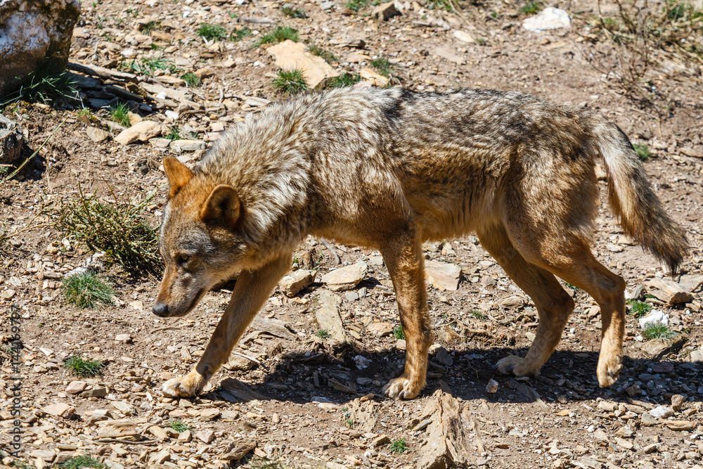 Lobo Ibérico. Canis lupus signatus. Lobo Ibérico. Canis lupus signatus.