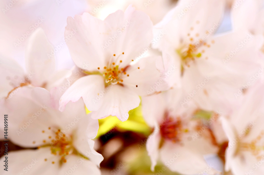 Cherry blossoms