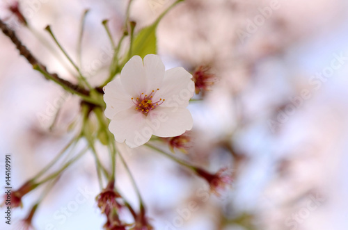 Cherry blossoms