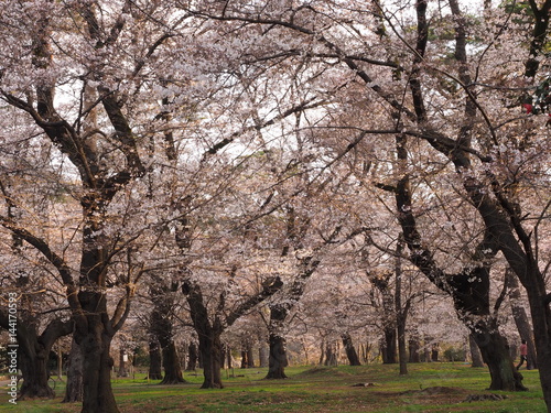 Japanese ｃherry blossoms in Omiya Park