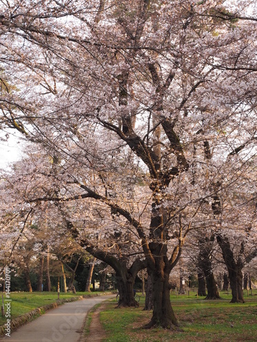 Japanese ｃherry blossoms in Omiya Park
