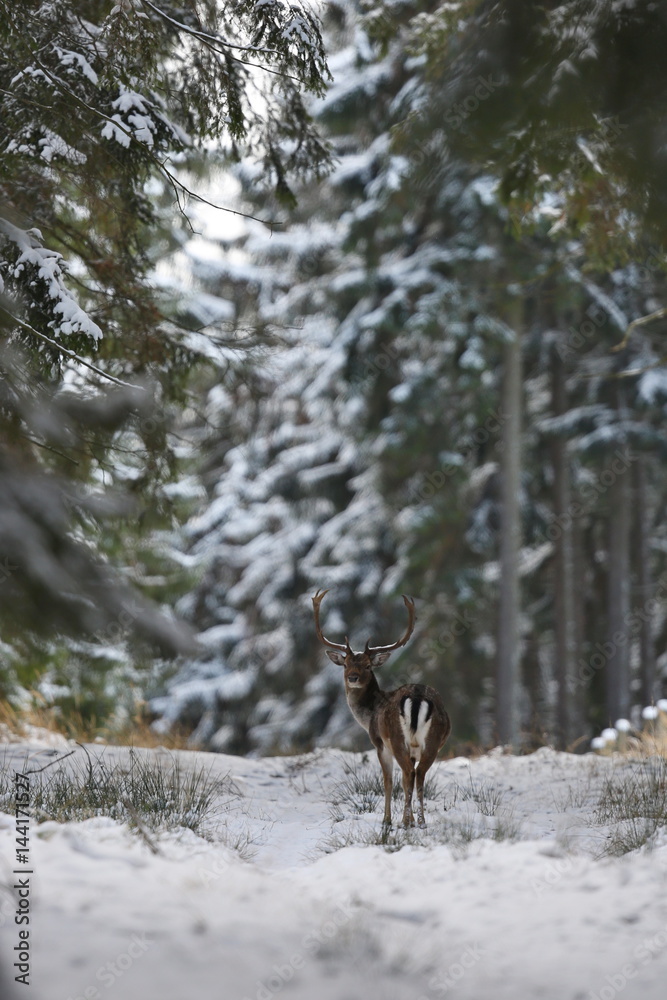 Big and beautiful fallow deer in the nature habitat in Czech Republic/on white snow during winter time Big and beautiful fallow deer in the nature habitat in Czech Republic/on white snow during winter time