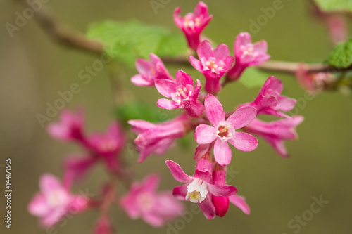 Red Flowering Currant (Ribes sanguineum) is a flowering plant native to the western United States, known for attracting hummingbirds.