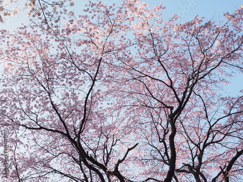 Japanese　ｃherry blossoms in Omiya Park