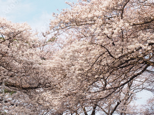 Japanese　ｃherry blossoms in Omiya Park