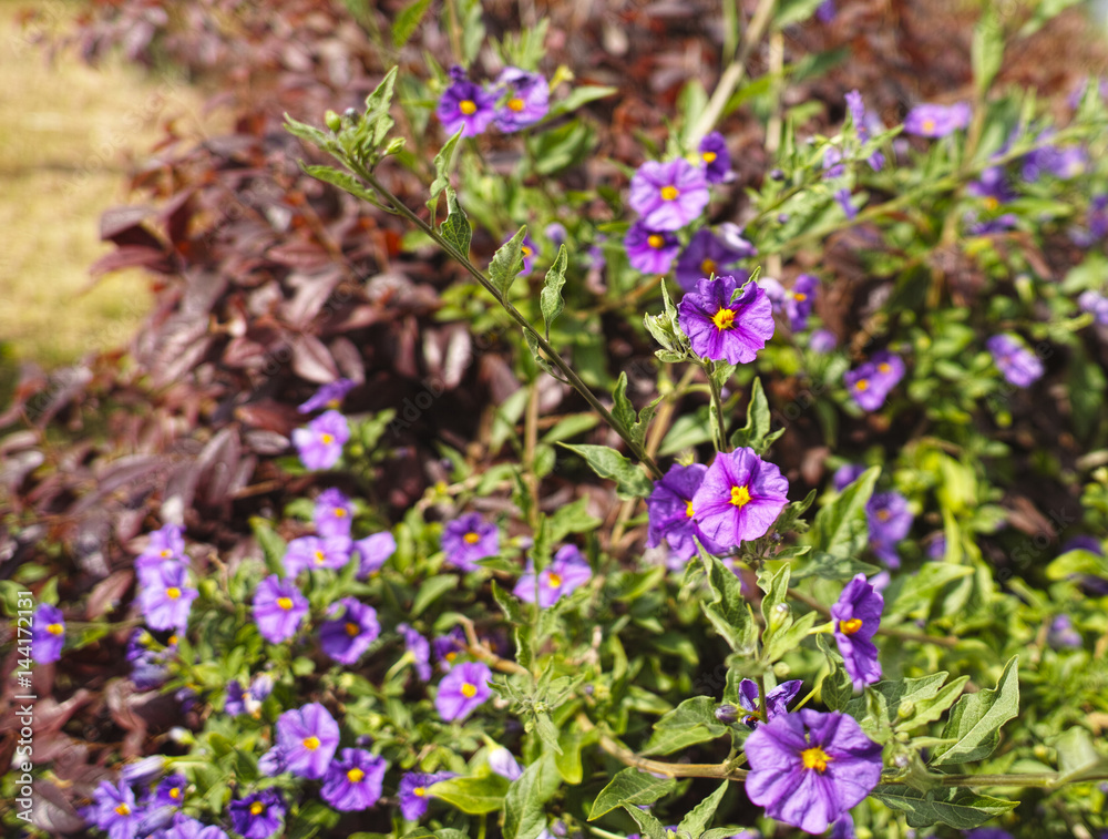 Obraz premium solanum