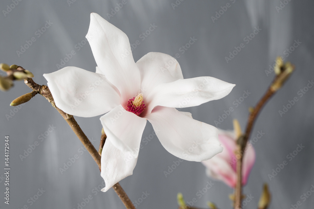flowers magnolia in glass vase. Magnolia stellata . Still life.