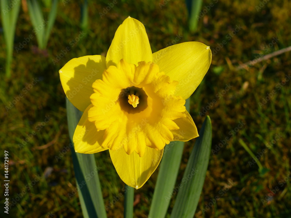 Gelbe Narzisse