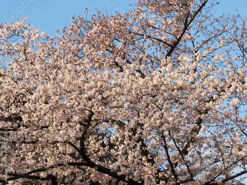 Cherry blossoms in Ueno Park