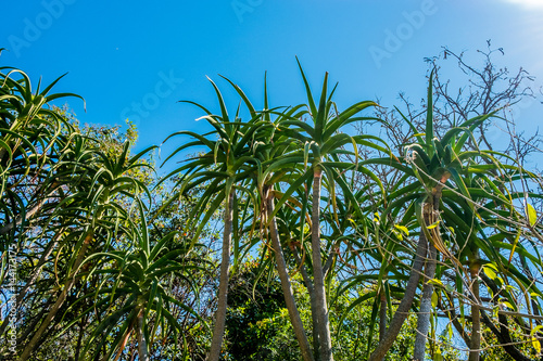 aloe barberae in sunny summer day with green leaves