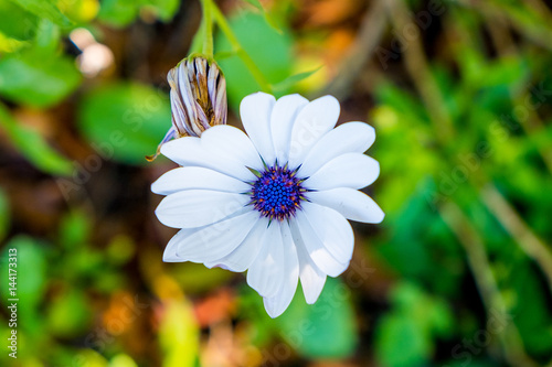 close up view from above of white daisy sun marigold photo