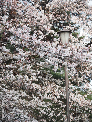 Cherry blossoms in Ueno Park
