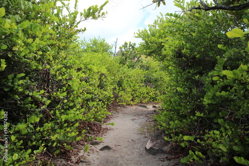 Footpath / Tropical Vegetation of Curieuse Island close Praslin, Seychelles, Indian Ocean, Africa 