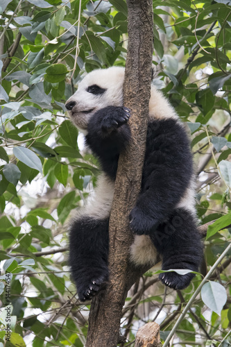 Baby Giant Panda resting in a tree Chengdu, China