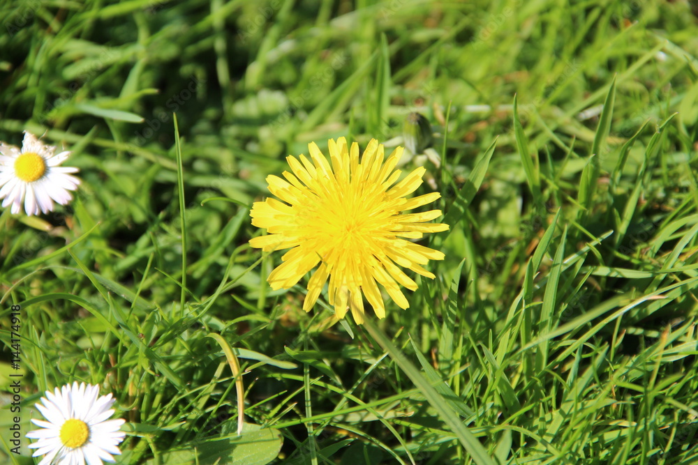 Dandelion isolated on green grass Dandelion isolated on green grass