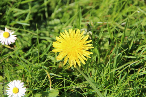 Dandelion isolated on green grass