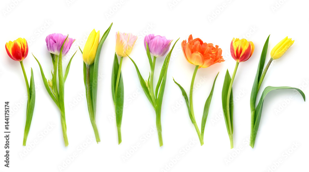Set of different color tulips isolated on white background. Top view.