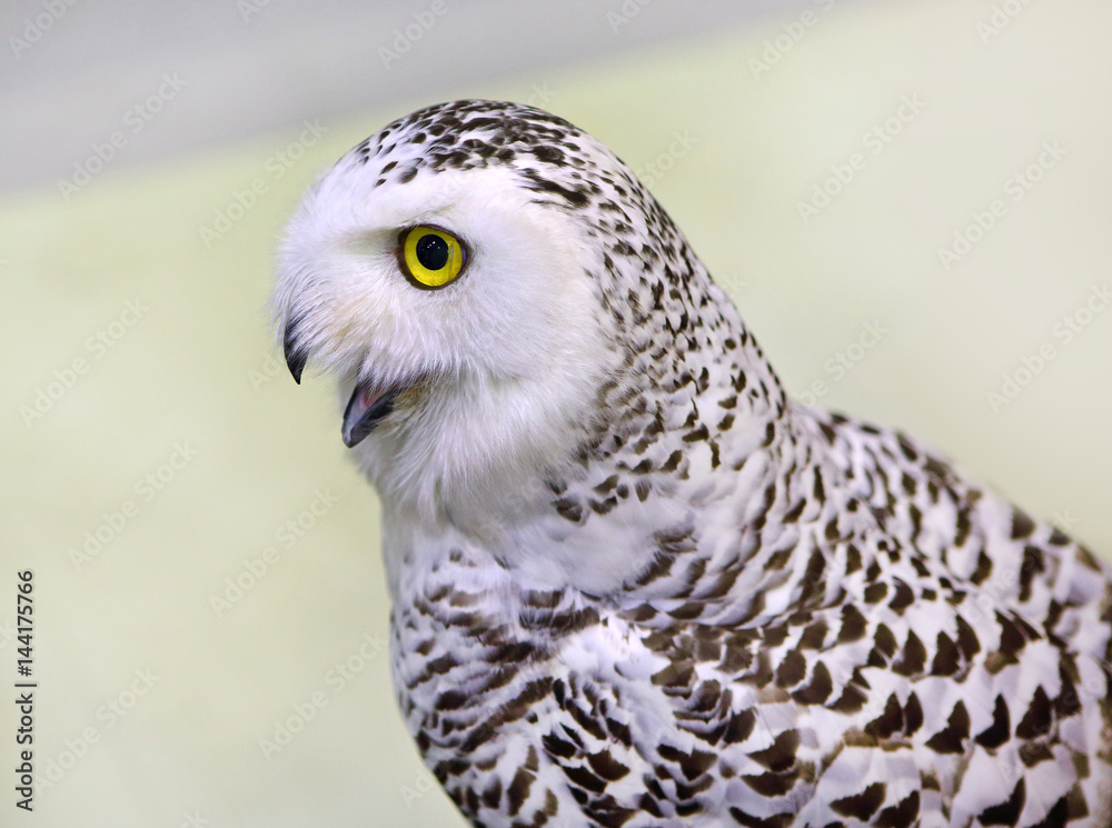 Fototapeta premium White eagle Owl/An eagle owl