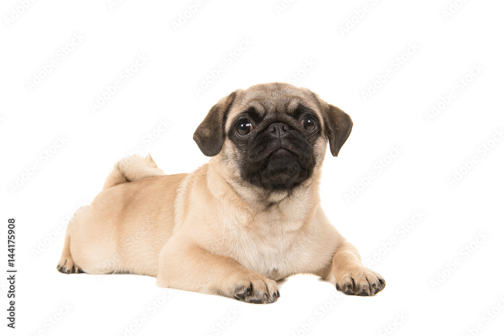 Cute young pug dog lying on the floor looking at the camera isolated on a white background