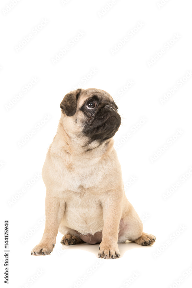 Cute sitting young pug dog looking up isolated on a white background