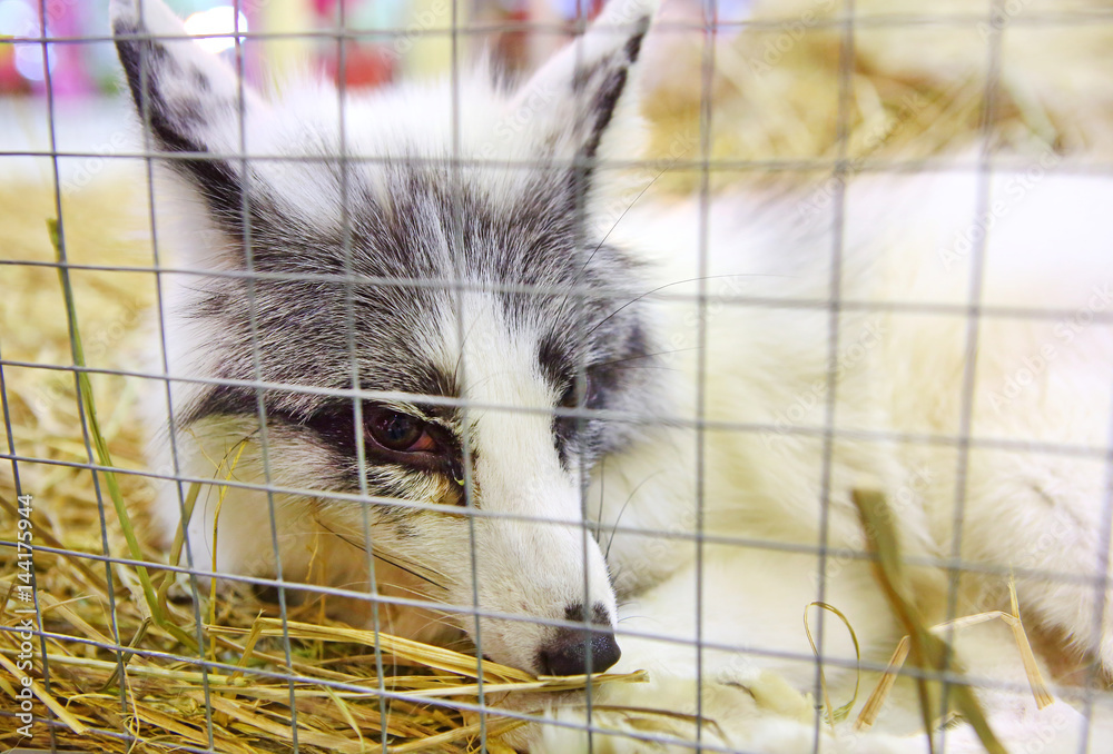 Fototapeta premium Platinum Fox in cage