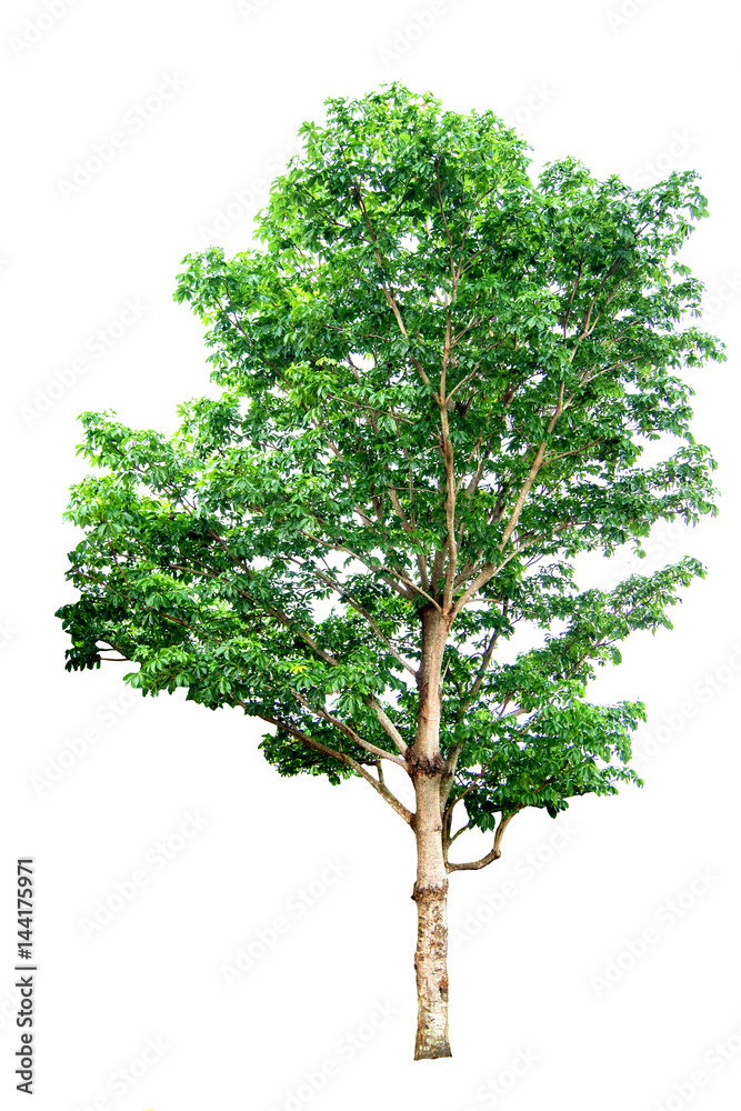 Tree isolated on a white background clipping path Tree isolated on a white background clipping path