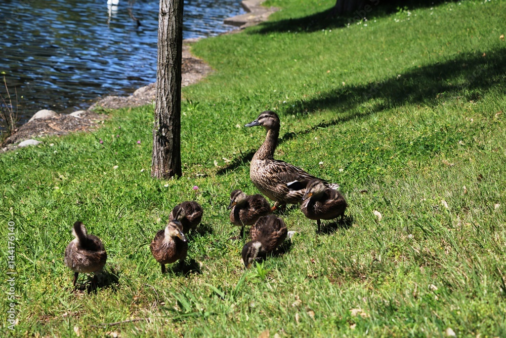 anas-platyrhynchos-with-chicks-on-the-shores-of-ticino-river-in-sesto
