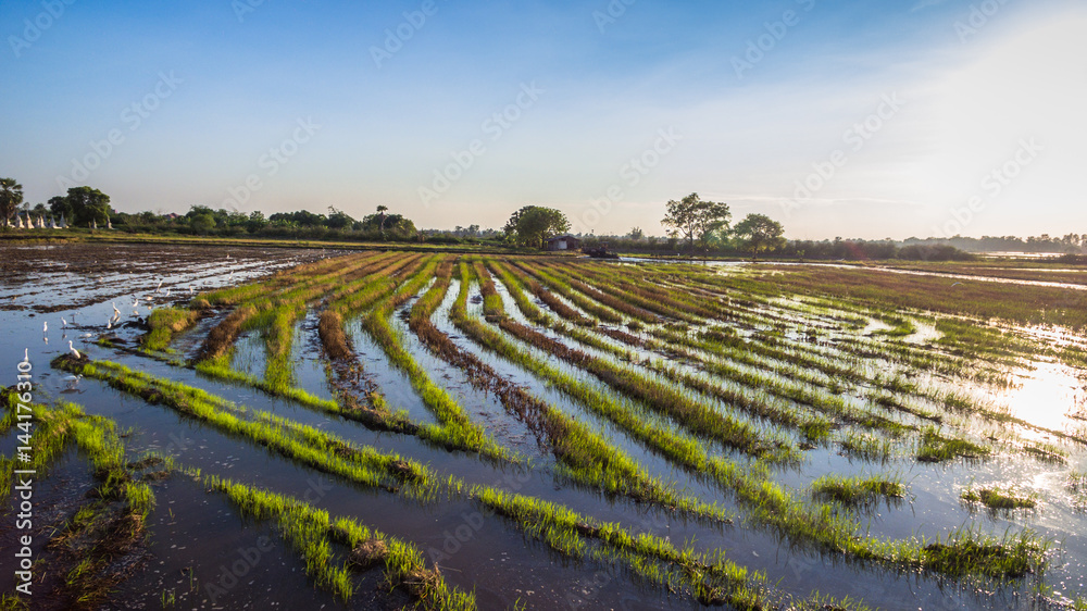 aerial photography at rice field