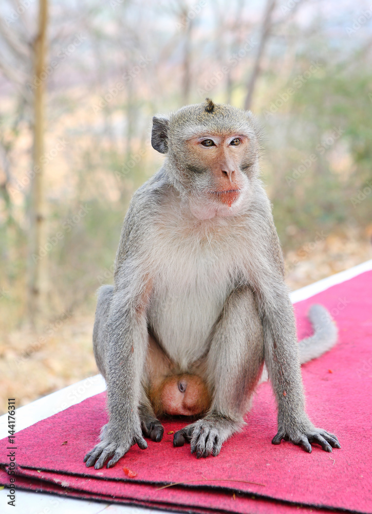 Monkey sitting
Monkey sitting