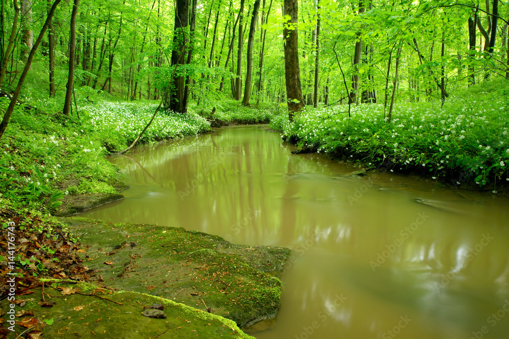Obraz premium Ein Schmaler Bach schlängelt sich durch dichten grünen Wald im Frühling, Bärlauch blüht