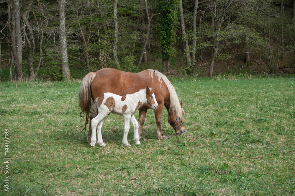 poulain et sa mère dans une prairie poulain et sa mère dans une prairie
