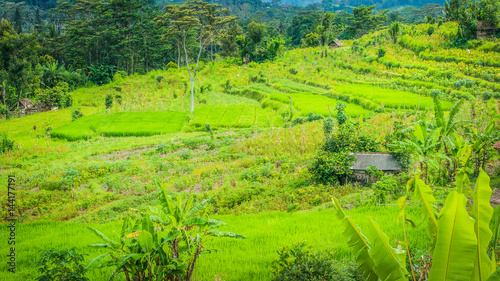 Lush green Rice tarrace in Sidemen. Bali, Indonesia