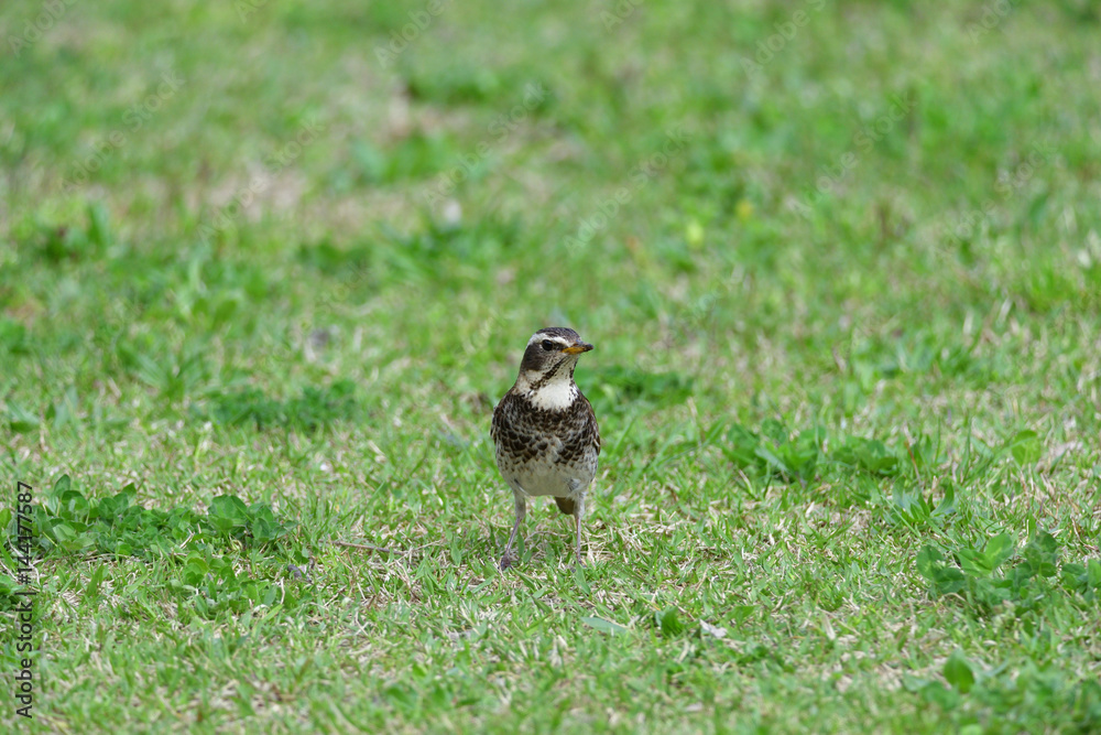 thrush thrush