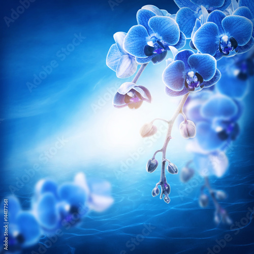 Fototapeta Naklejka Na Ścianę i Meble -  Blue orchid flowers