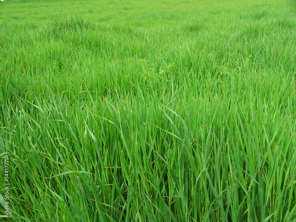 麦の茂る野原