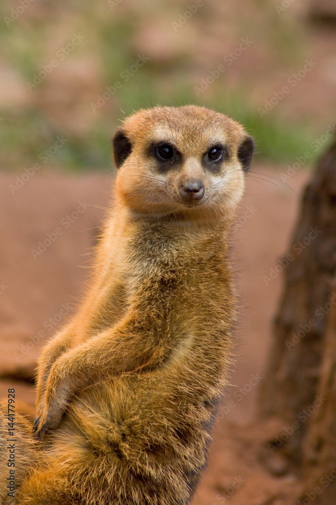 Fototapeta premium Erdmännchen