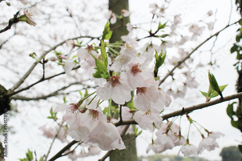 薄桃色の桜の花 © Teresa Design Room