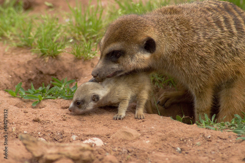 Erdmännchen photo