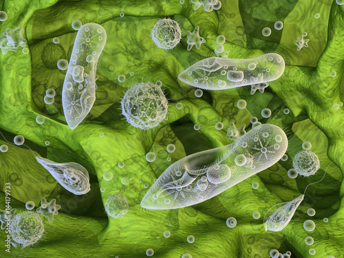 Unicellular organisms. Ciliates. 3d illustration